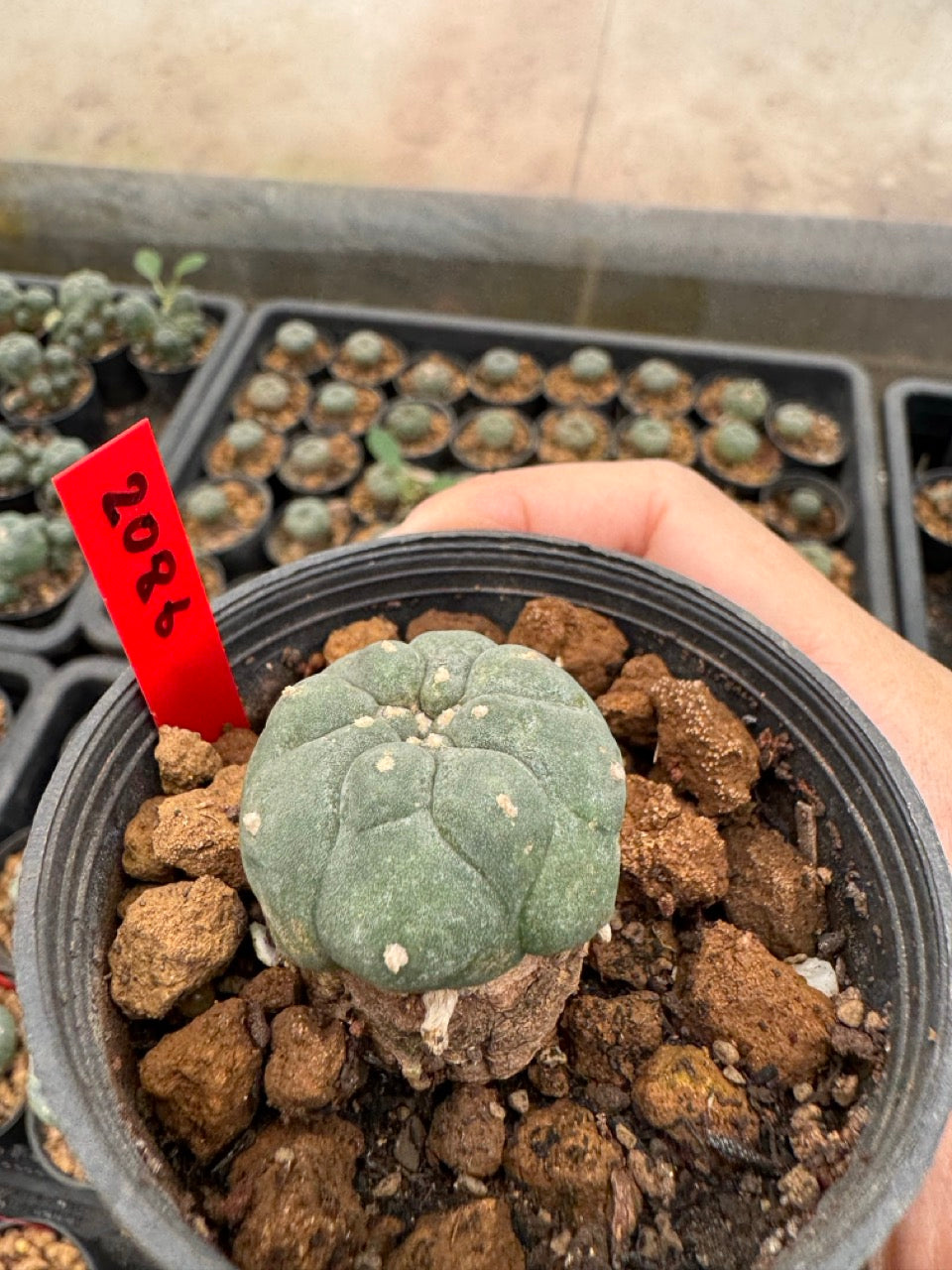 Lophophora williamsii – Peyote Cactus (3-4 cm, Own Root)