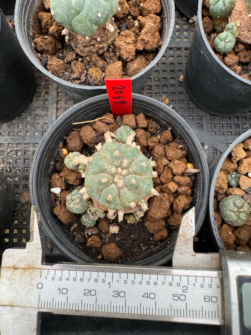 Lophophora williamsii – Peyote Cactus (3-4 cm, Own Root)