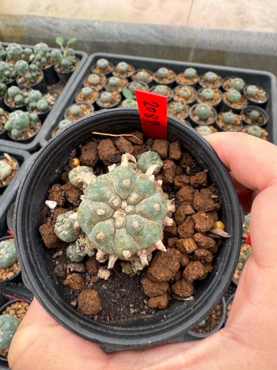 Lophophora williamsii – Peyote Cactus (3-4 cm, Own Root)