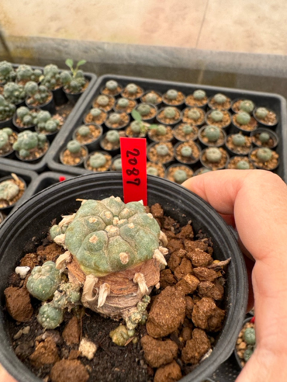 Lophophora williamsii – Peyote Cactus (3-4 cm, Own Root)