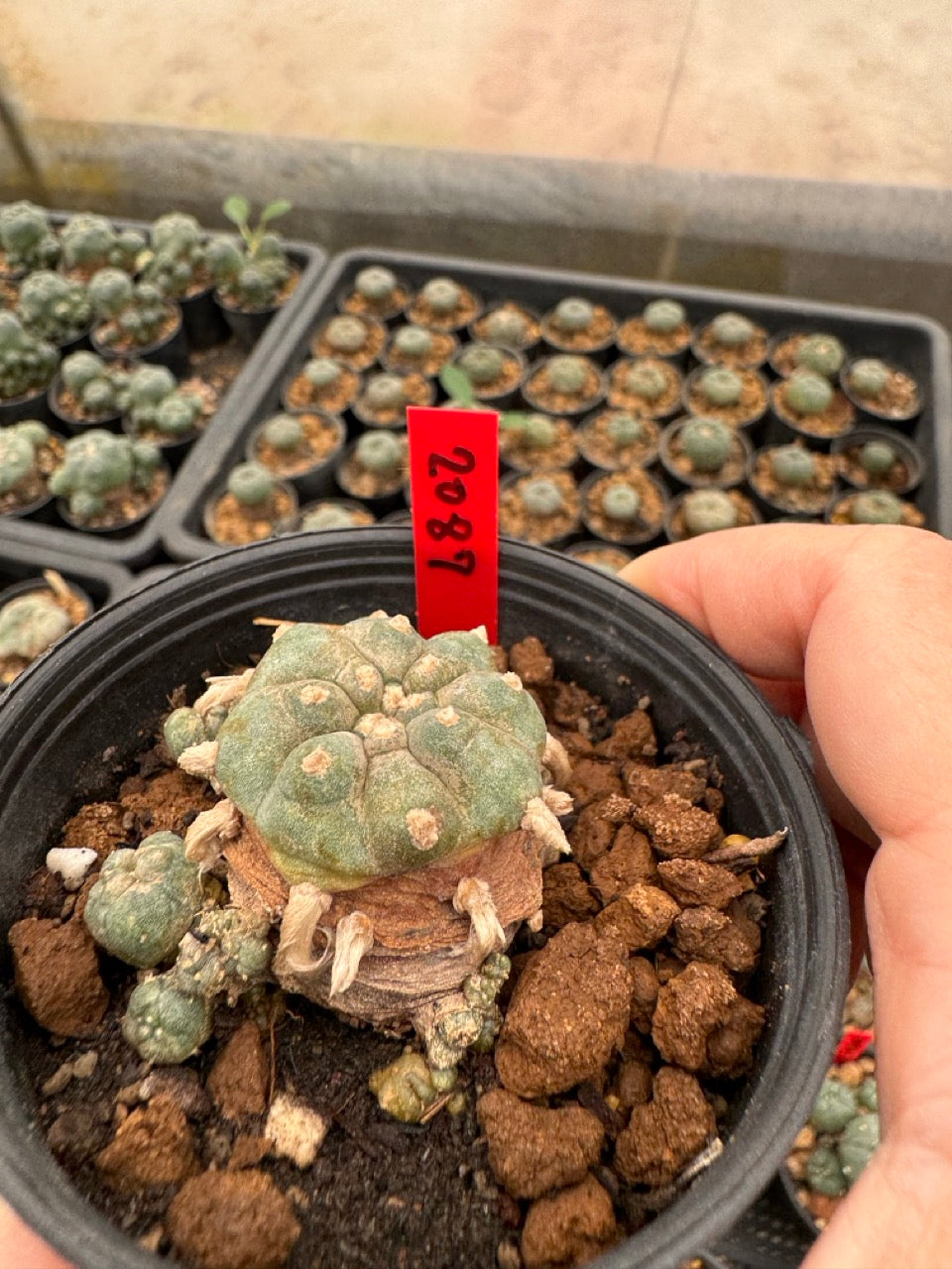 Lophophora williamsii – Peyote Cactus (3-4 cm, Own Root)
