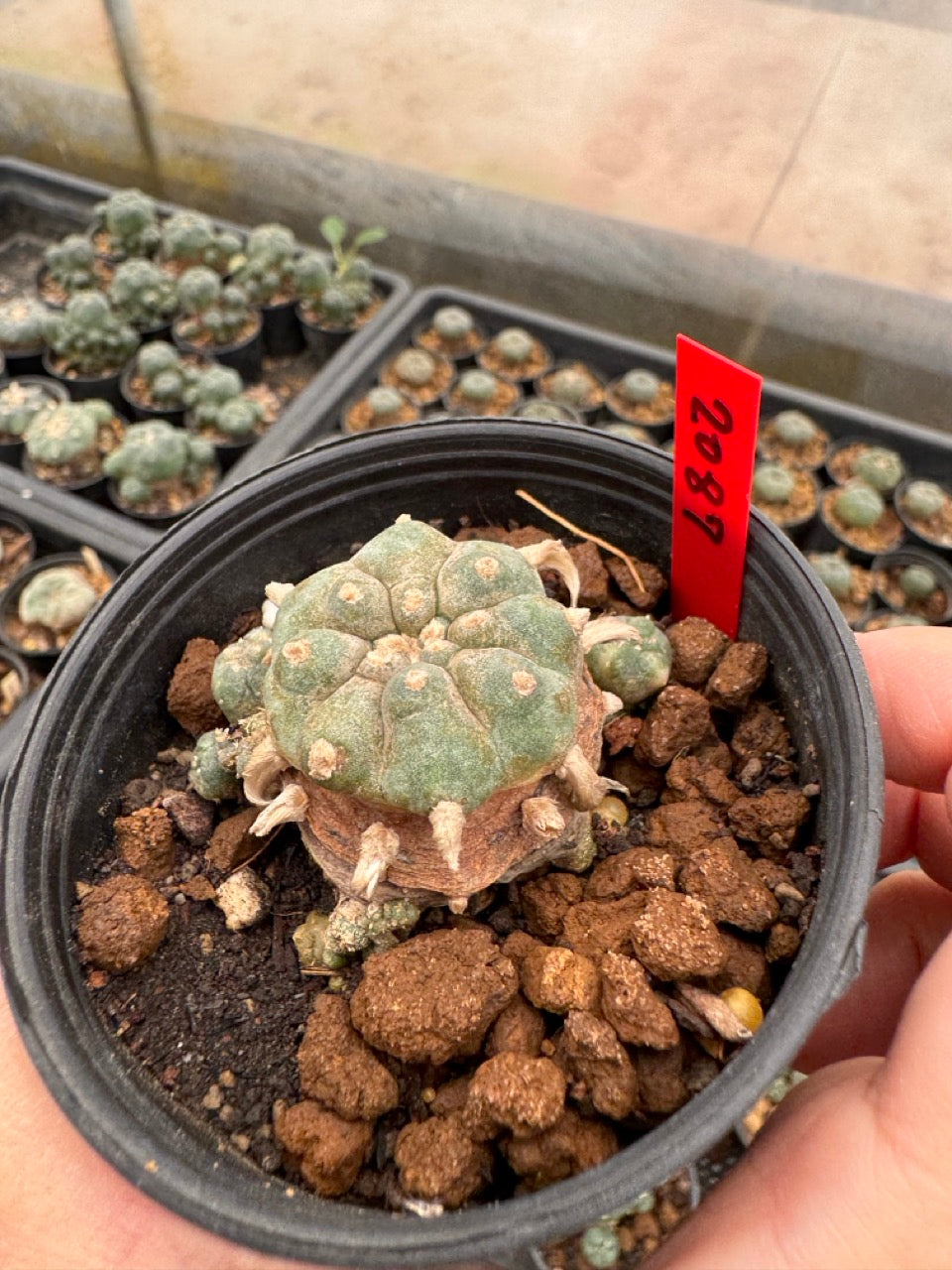 Lophophora williamsii – Peyote Cactus (3-4 cm, Own Root)