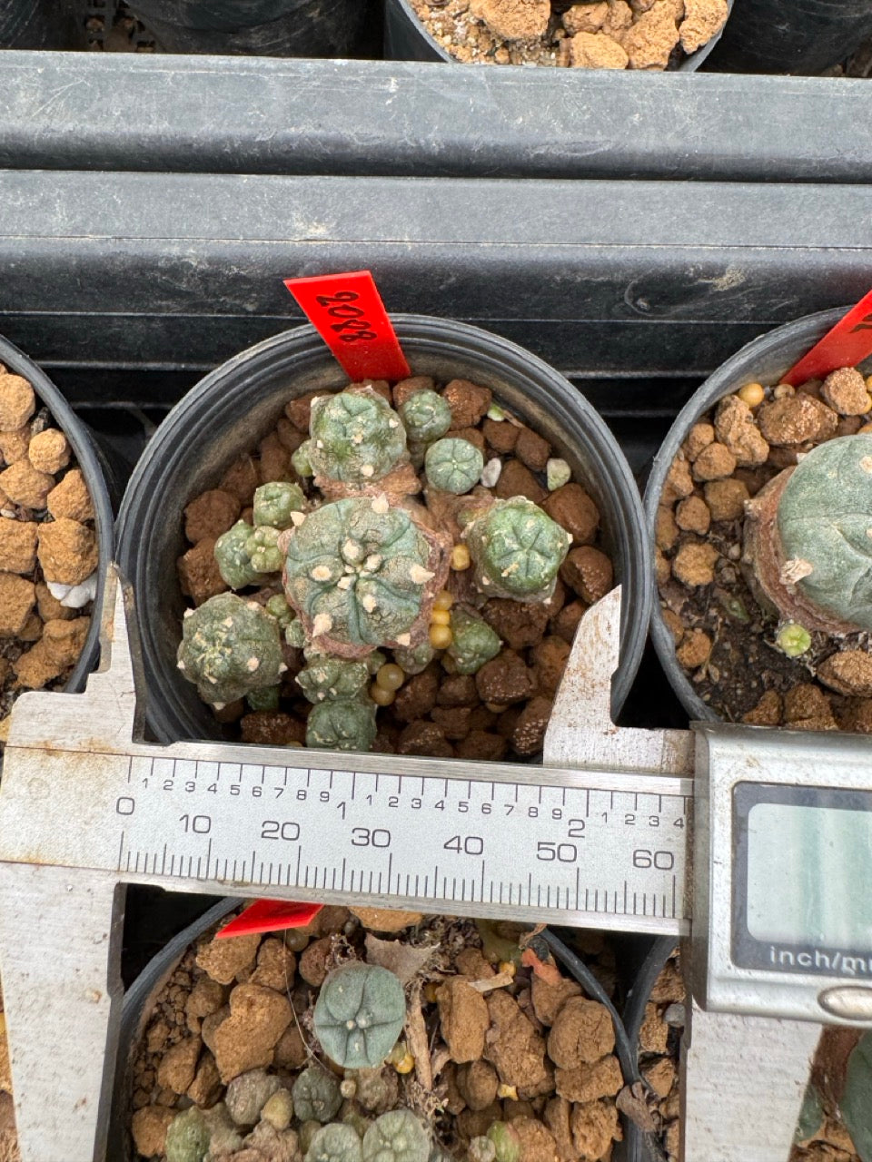 Lophophora williamsii – Peyote Cactus (3-4 cm, Own Root)