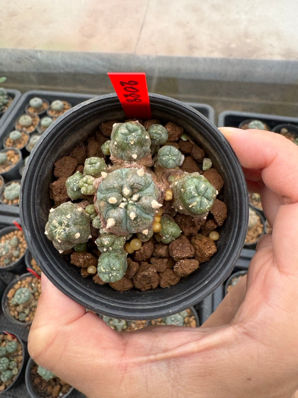 Lophophora williamsii – Peyote Cactus (3-4 cm, Own Root)