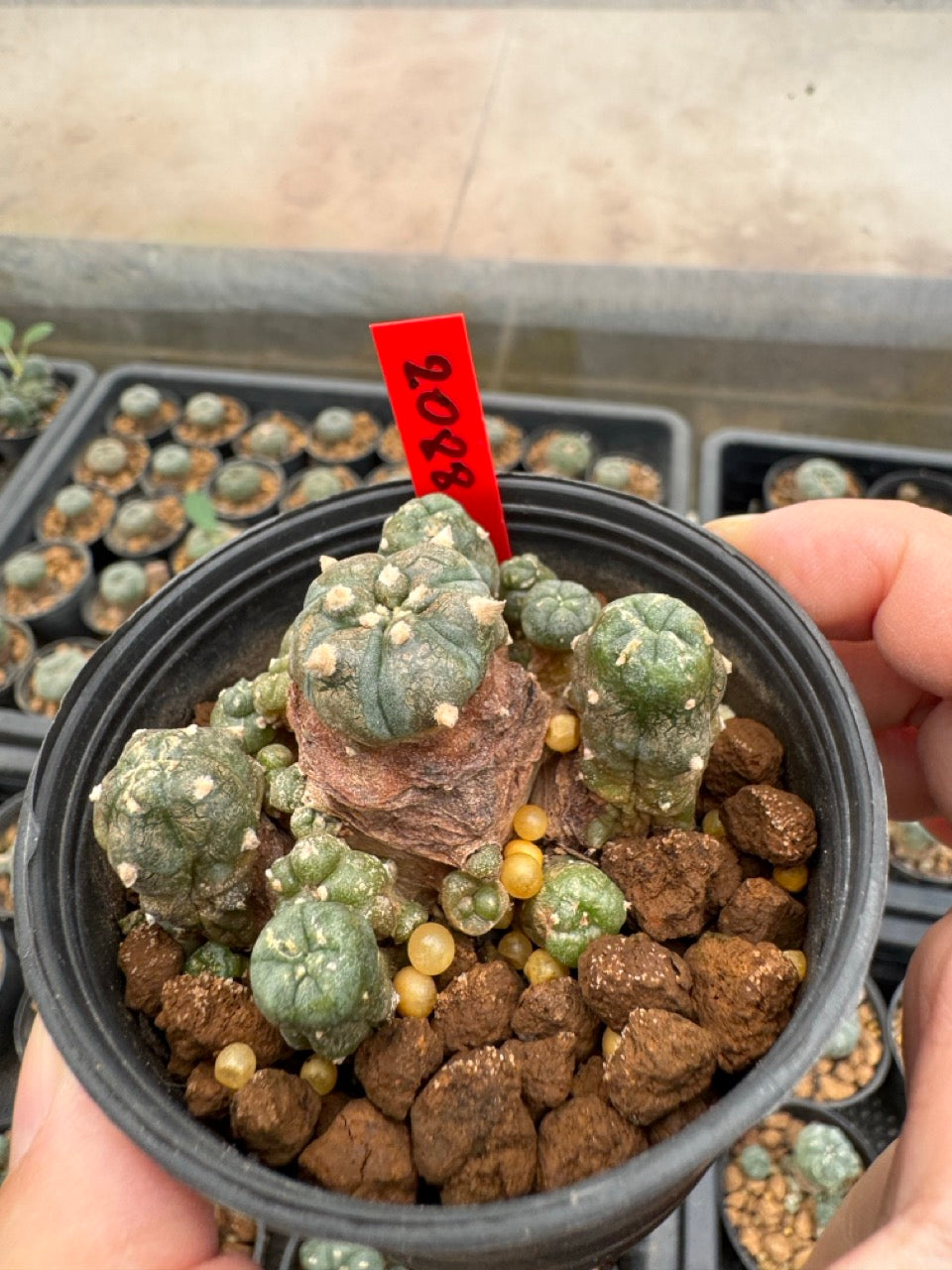 Lophophora williamsii – Peyote Cactus (3-4 cm, Own Root)