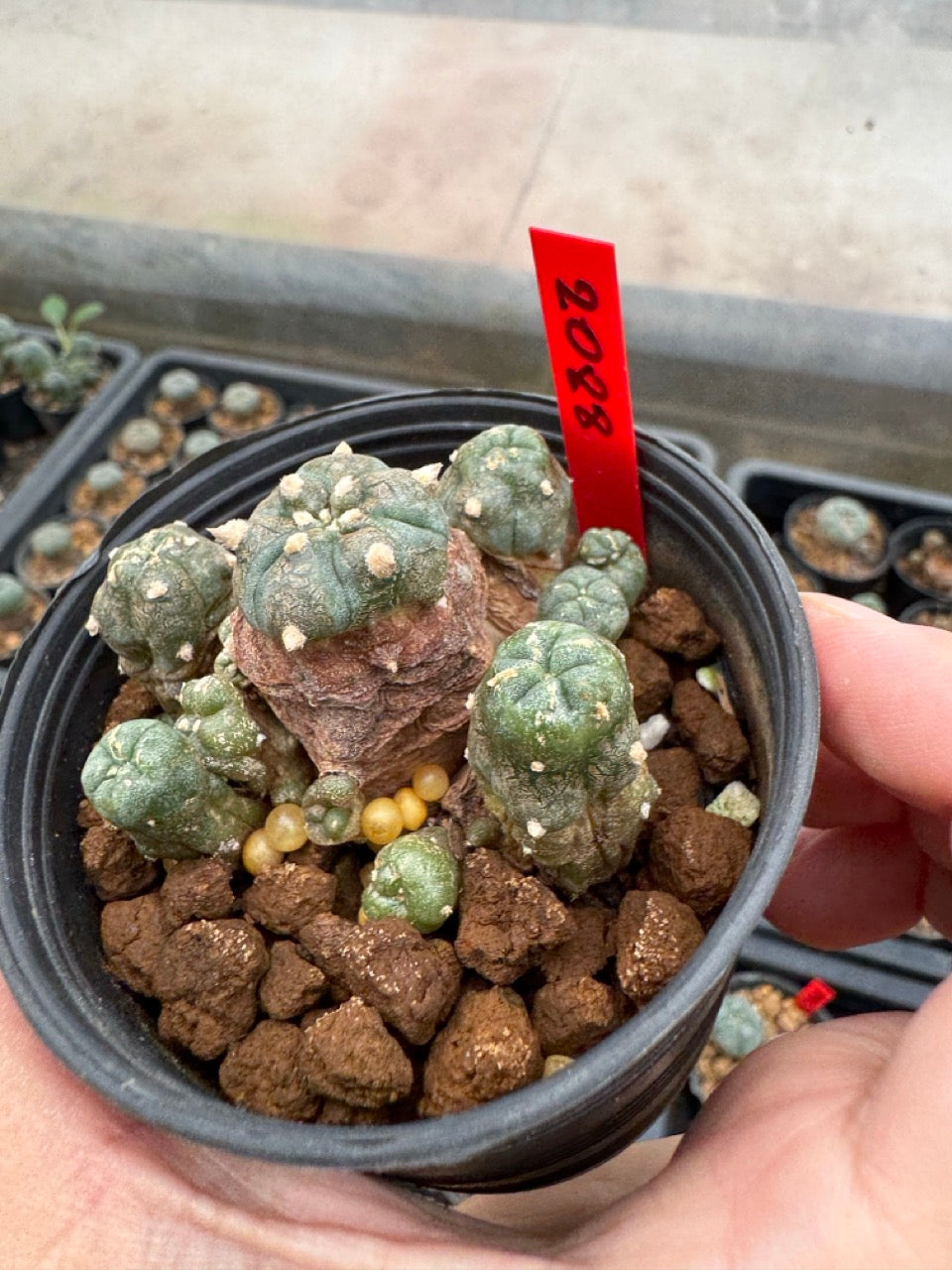 Lophophora williamsii – Peyote Cactus (3-4 cm, Own Root)