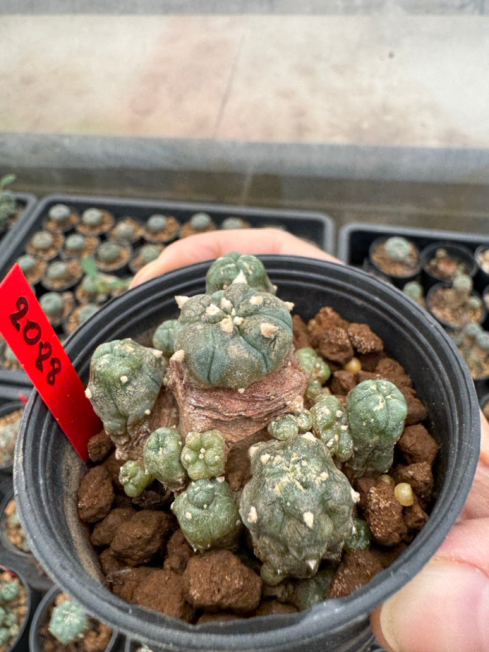 Lophophora williamsii – Peyote Cactus (3-4 cm, Own Root)