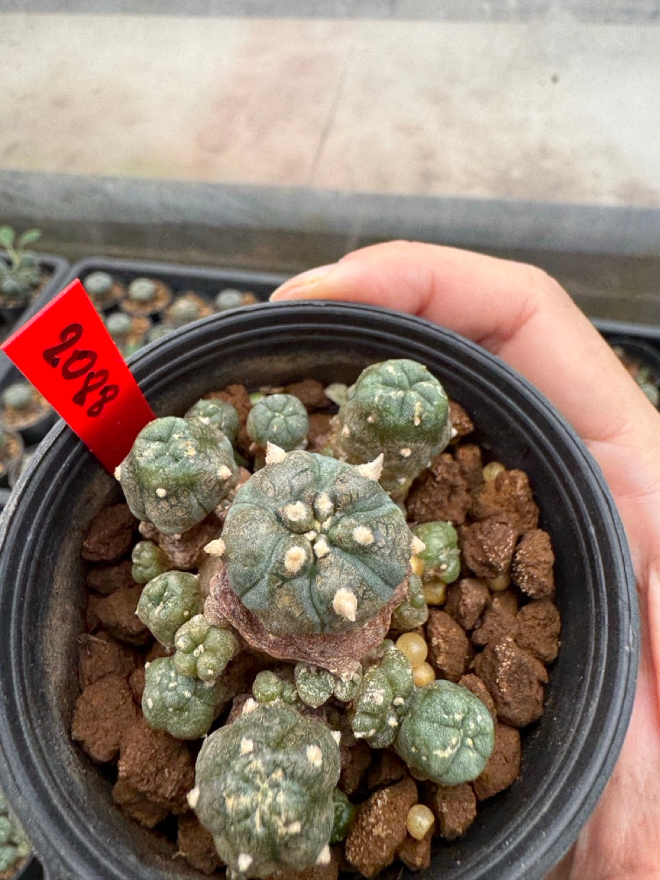 Lophophora williamsii – Peyote Cactus (3-4 cm, Own Root)