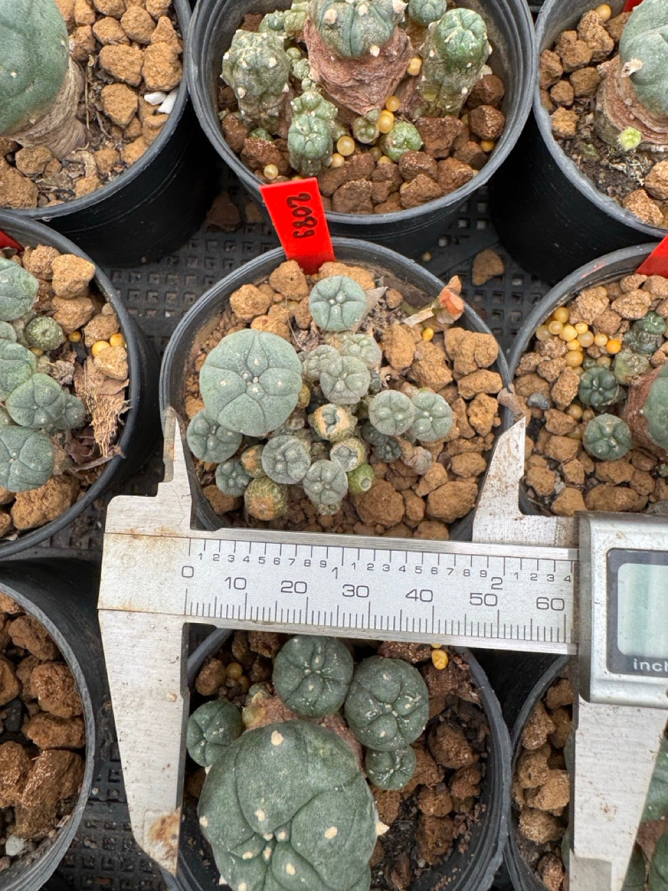 Lophophora williamsii – Peyote Cactus (4-6 cm, Own Root)