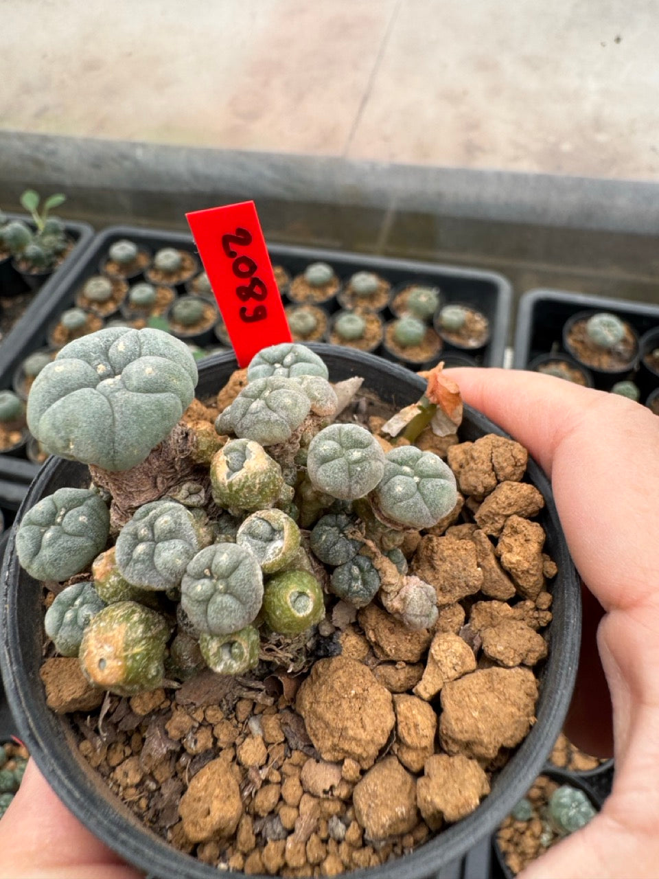 Lophophora williamsii – Peyote Cactus (4-6 cm, Own Root)