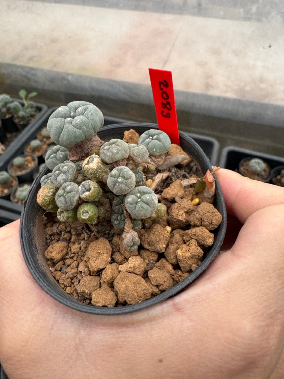 Lophophora williamsii – Peyote Cactus (4-6 cm, Own Root)