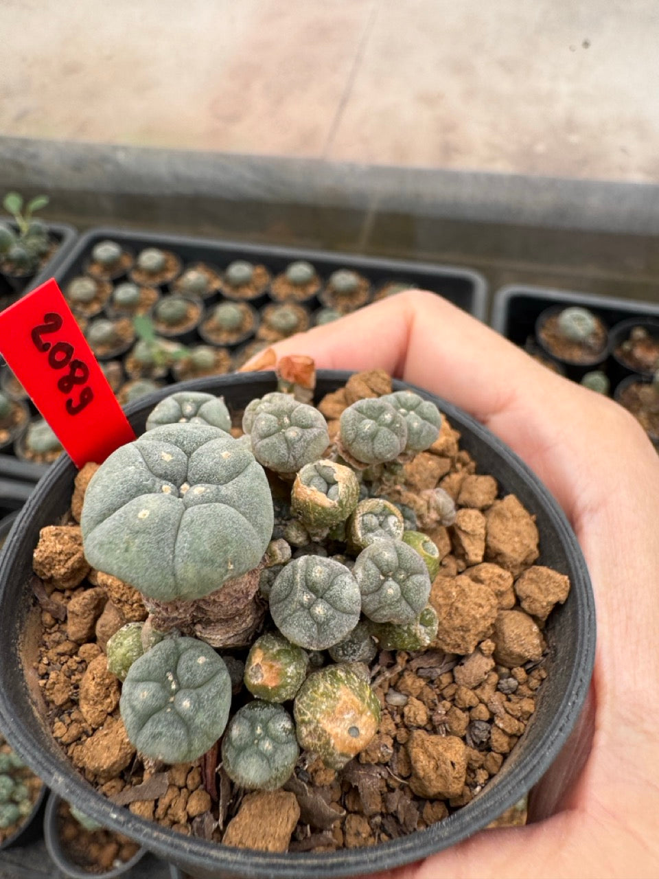 Lophophora williamsii – Peyote Cactus (4-6 cm, Own Root)