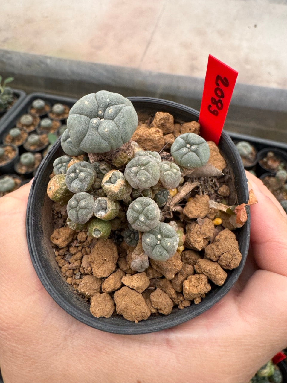 Lophophora williamsii – Peyote Cactus (4-6 cm, Own Root)