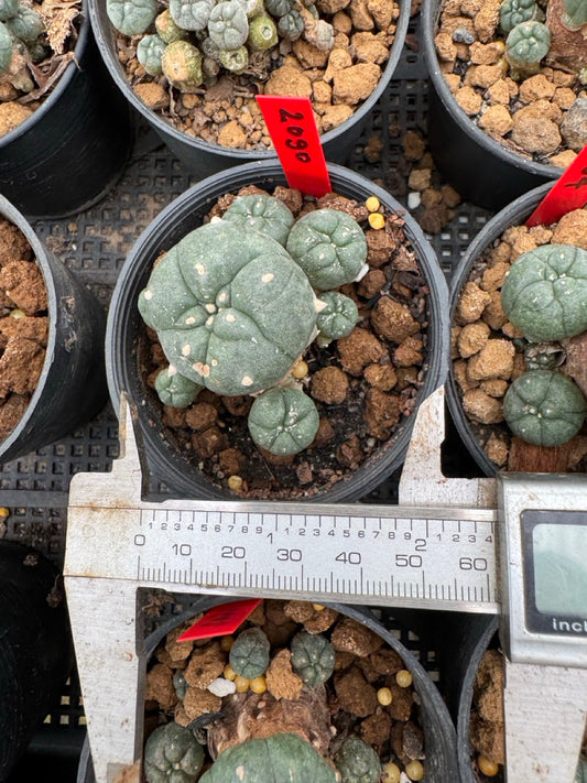 Lophophora williamsii – Peyote Cactus (4-6 cm, Own Root)