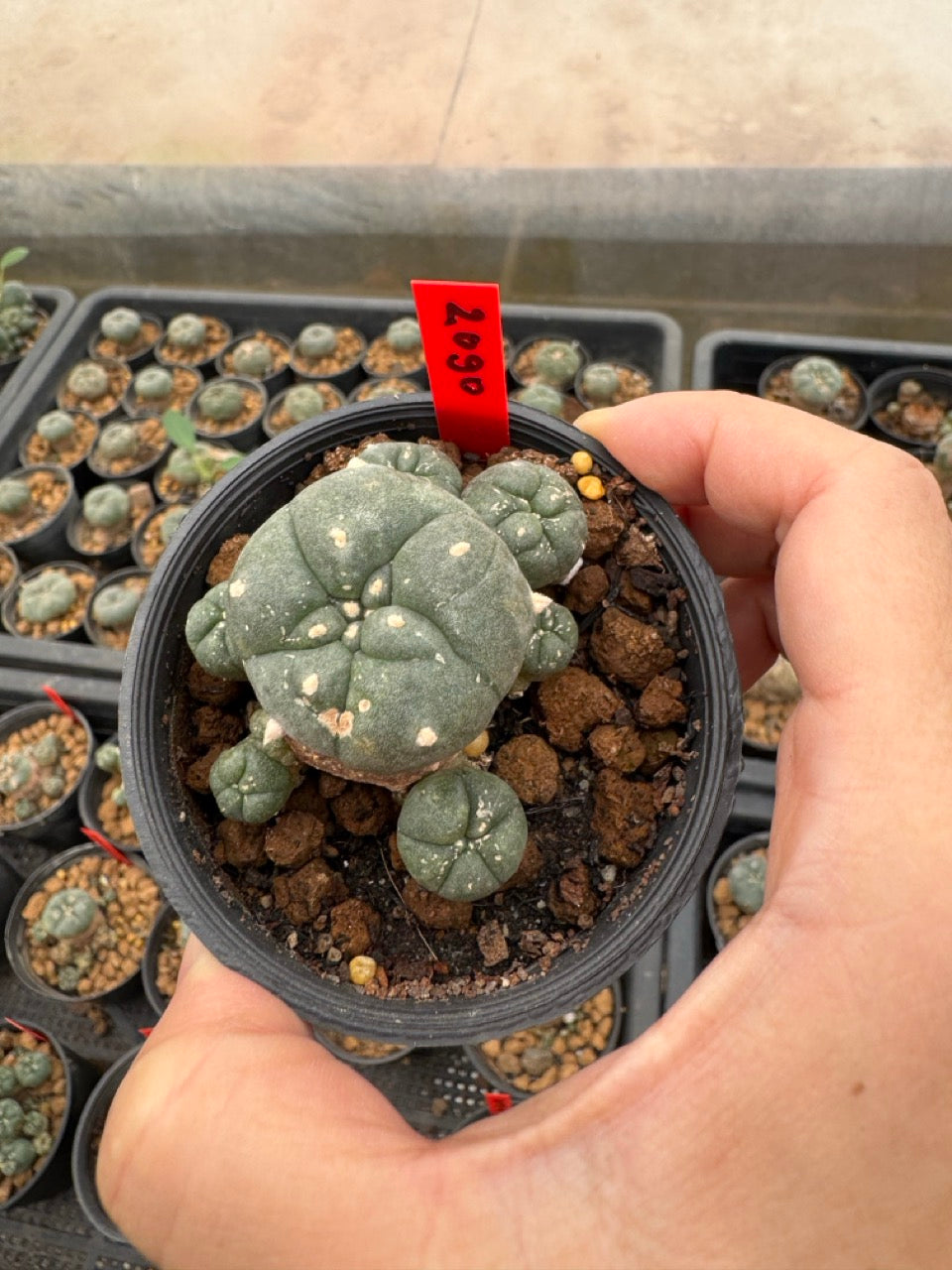 Lophophora williamsii – Peyote Cactus (4-6 cm, Own Root)