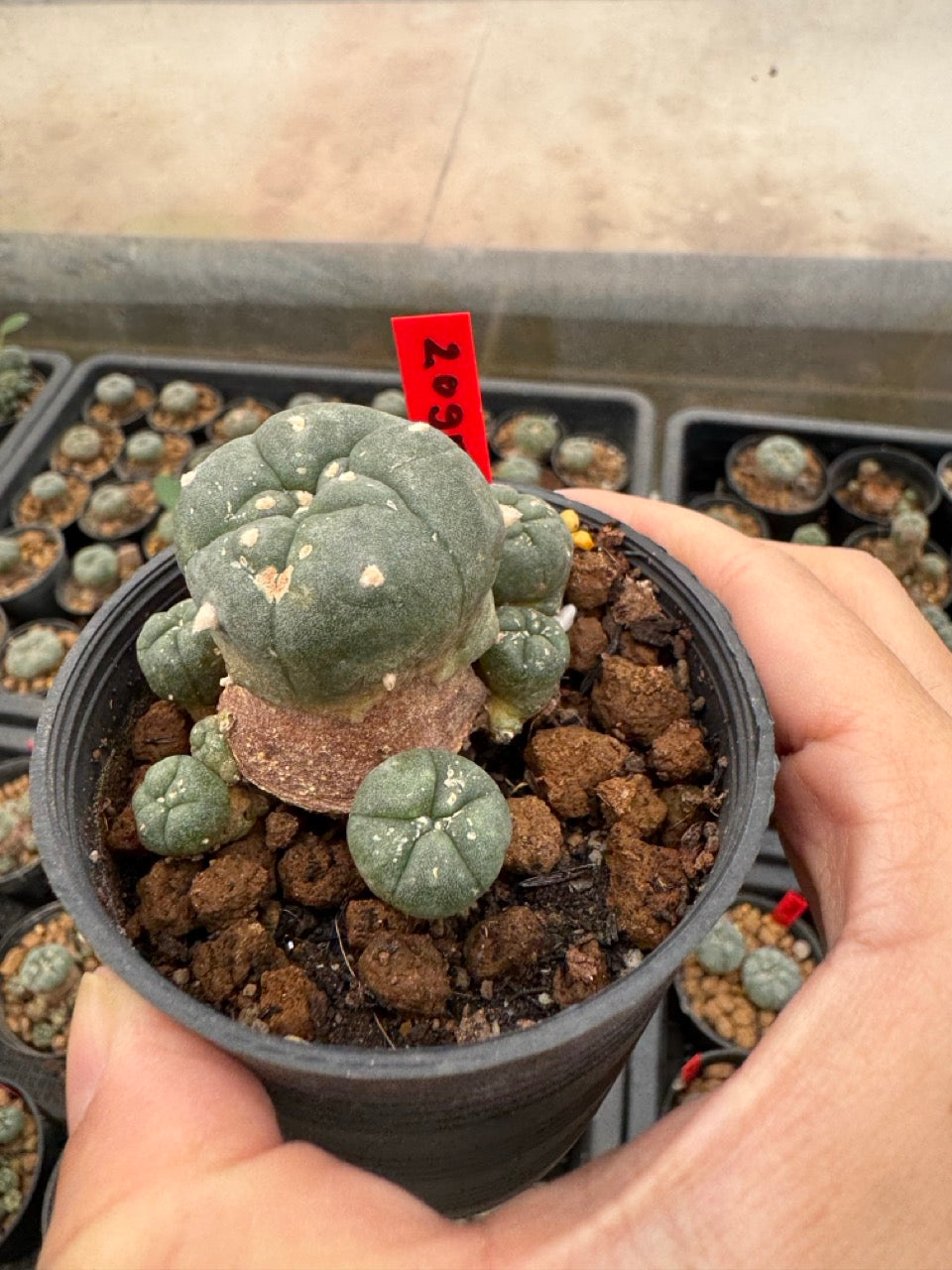 Lophophora williamsii – Peyote Cactus (4-6 cm, Own Root)