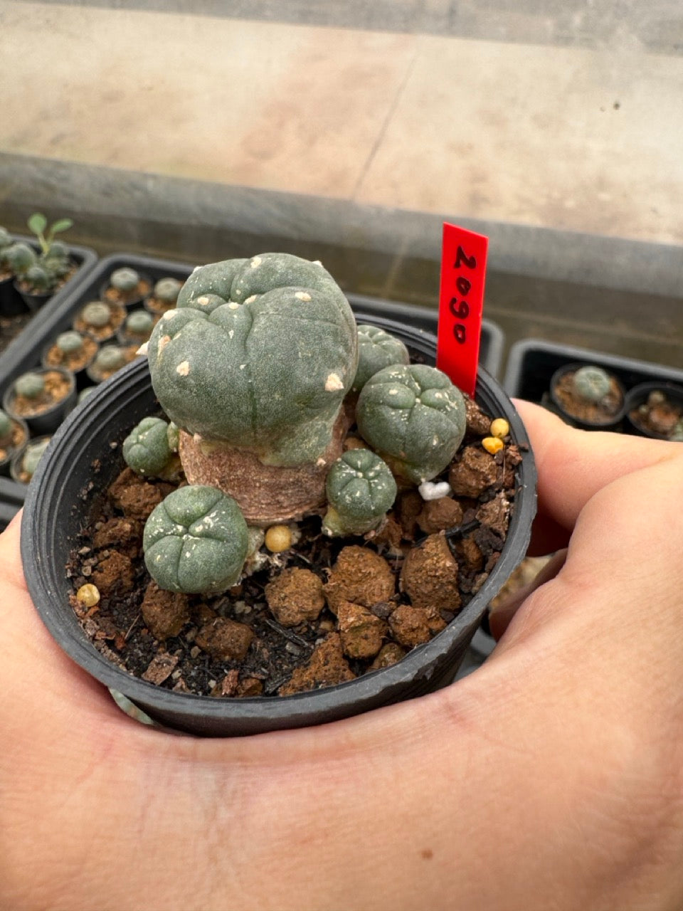 Lophophora williamsii – Peyote Cactus (4-6 cm, Own Root)