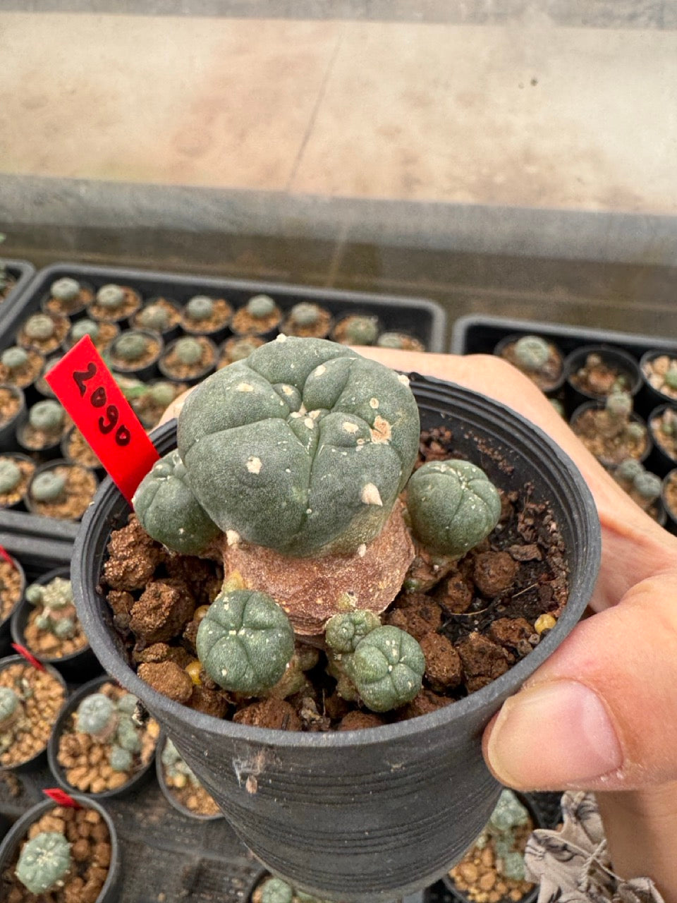 Lophophora williamsii – Peyote Cactus (4-6 cm, Own Root)