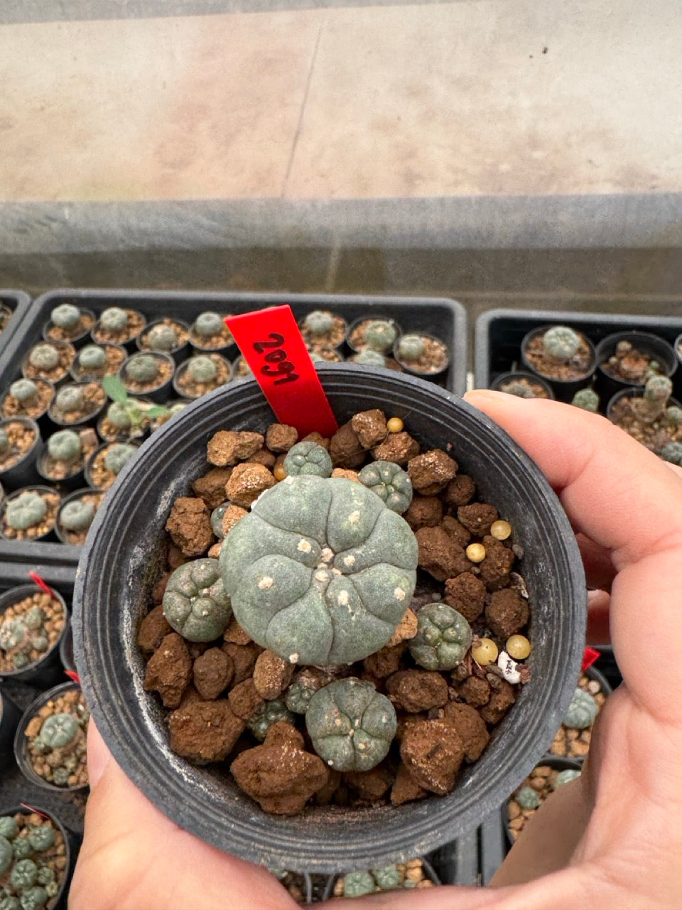 Lophophora williamsii – Peyote Cactus (4-6 cm, Own Root)