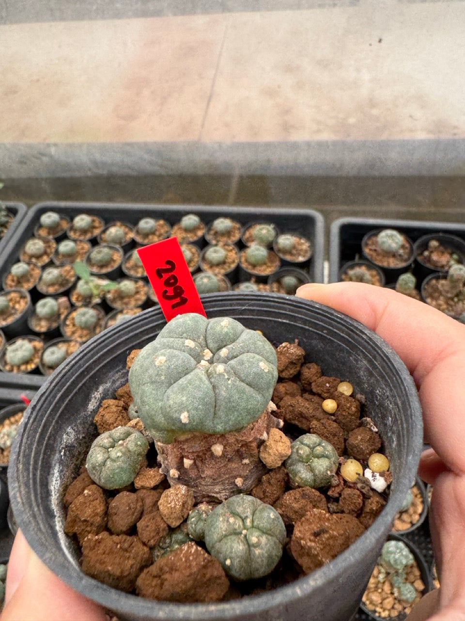 Lophophora williamsii – Peyote Cactus (4-6 cm, Own Root)