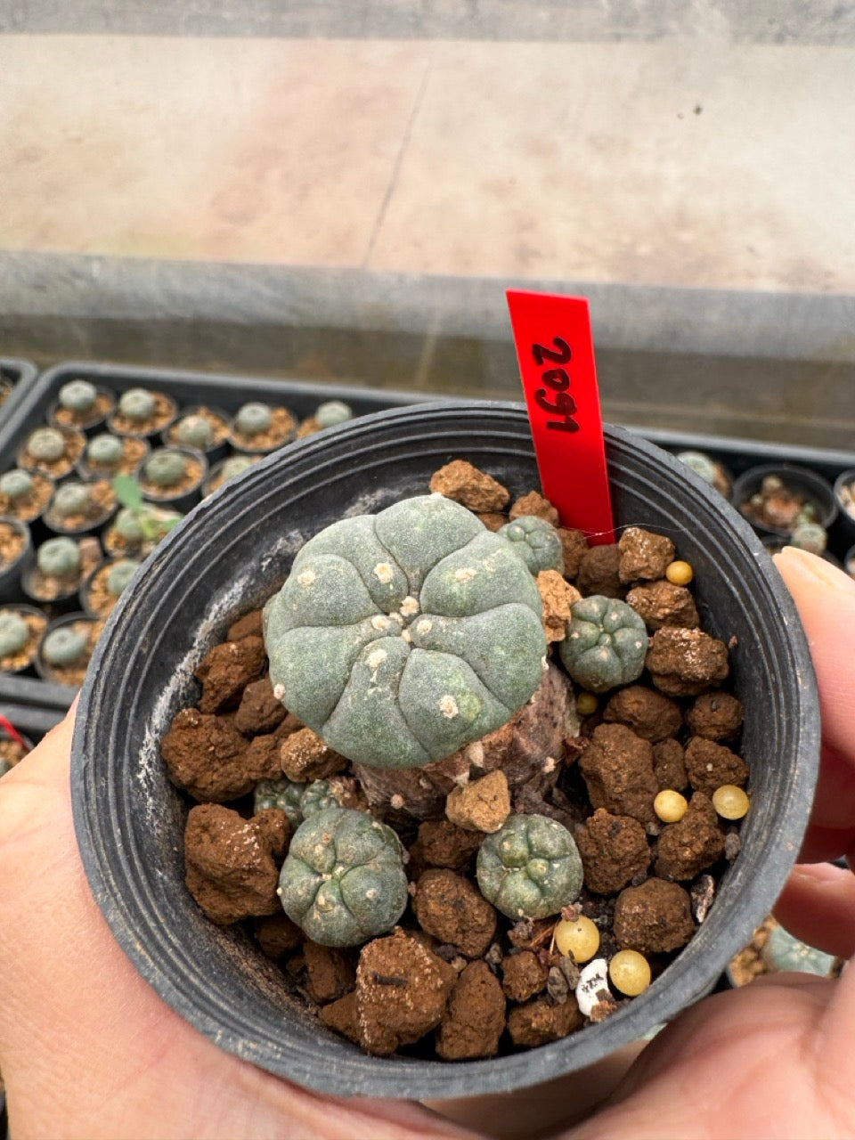 Lophophora williamsii – Peyote Cactus (4-6 cm, Own Root)