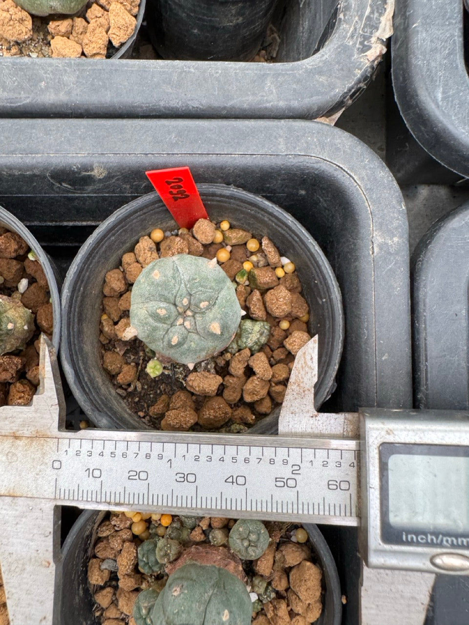 Lophophora williamsii – Peyote Cactus (3-4 cm, Own Root)