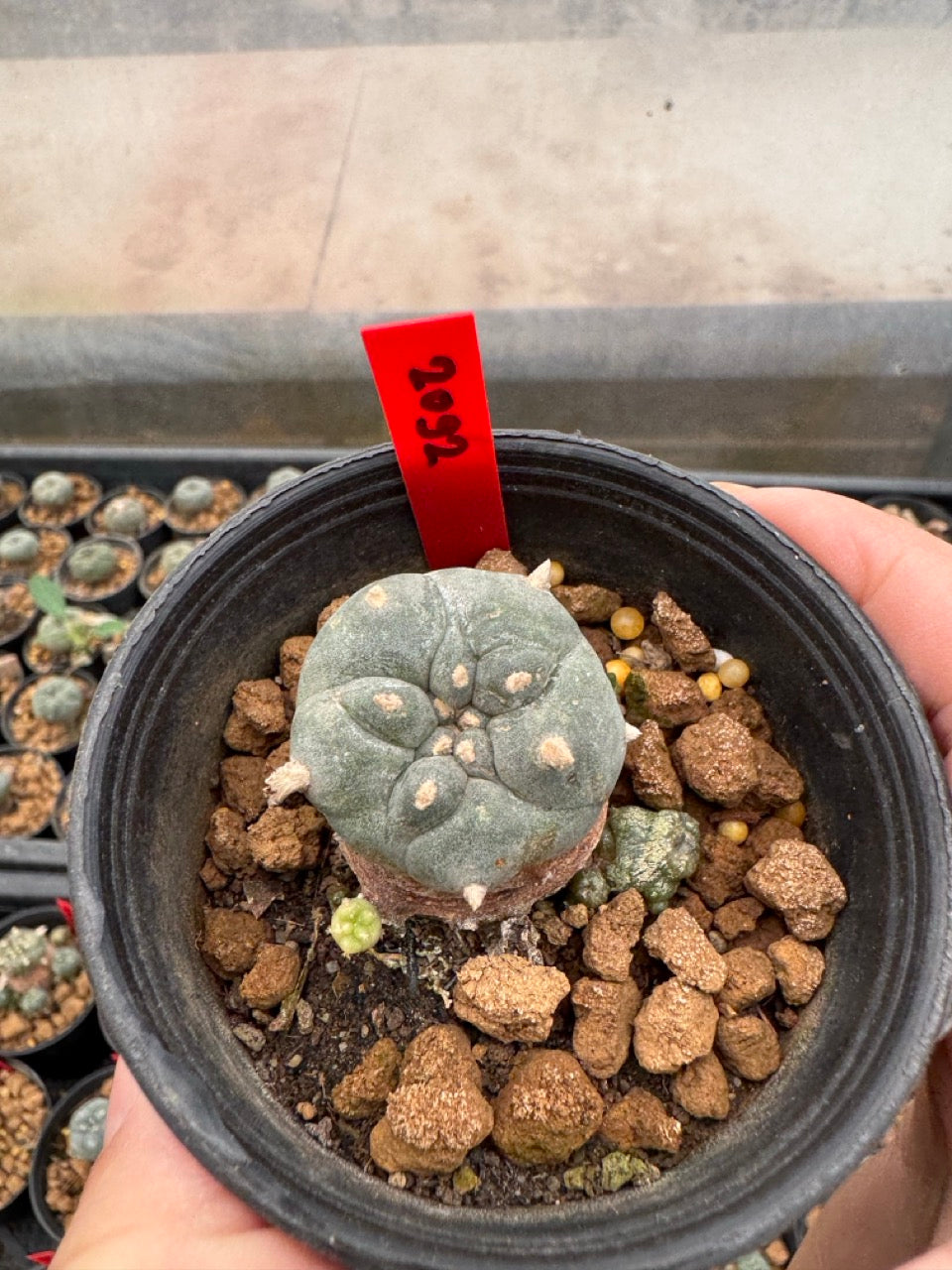 Lophophora williamsii – Peyote Cactus (3-4 cm, Own Root)