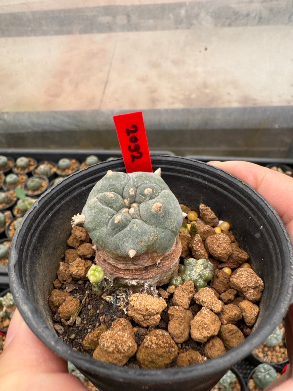 Lophophora williamsii – Peyote Cactus (3-4 cm, Own Root)