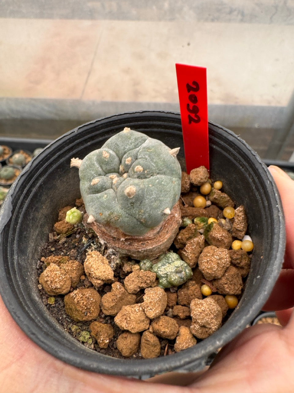 Lophophora williamsii – Peyote Cactus (3-4 cm, Own Root)