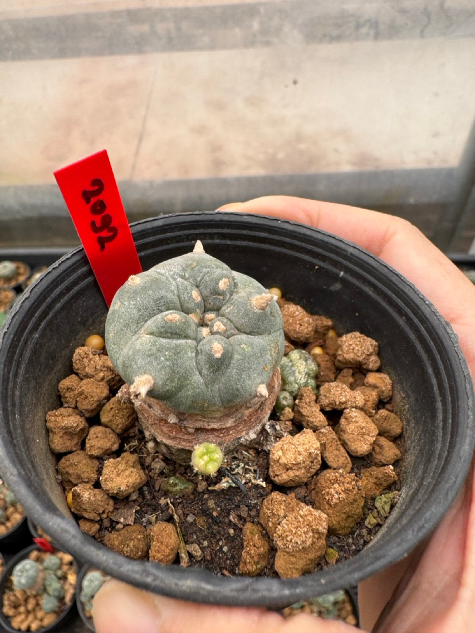 Lophophora williamsii – Peyote Cactus (3-4 cm, Own Root)