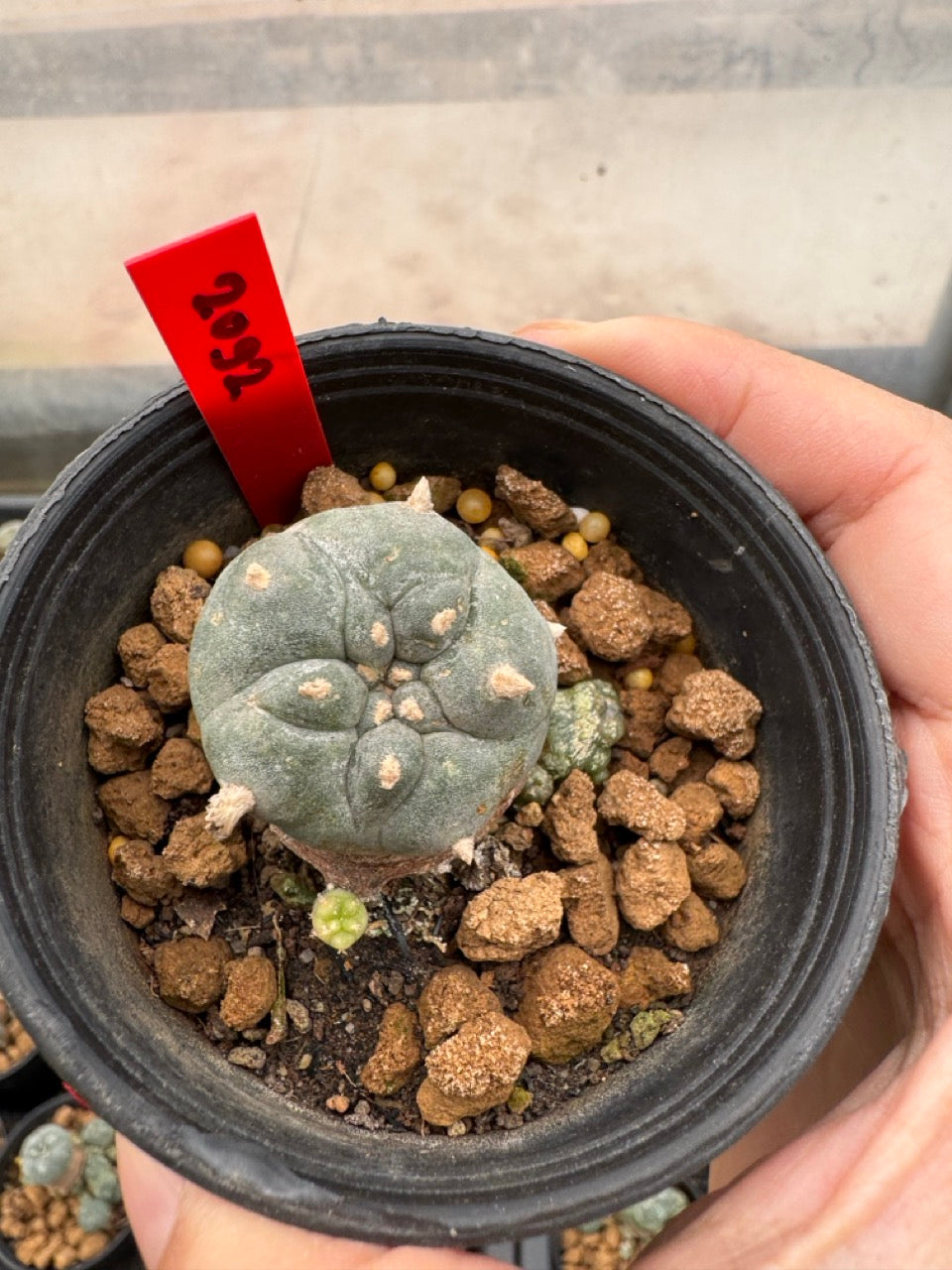 Lophophora williamsii – Peyote Cactus (3-4 cm, Own Root)