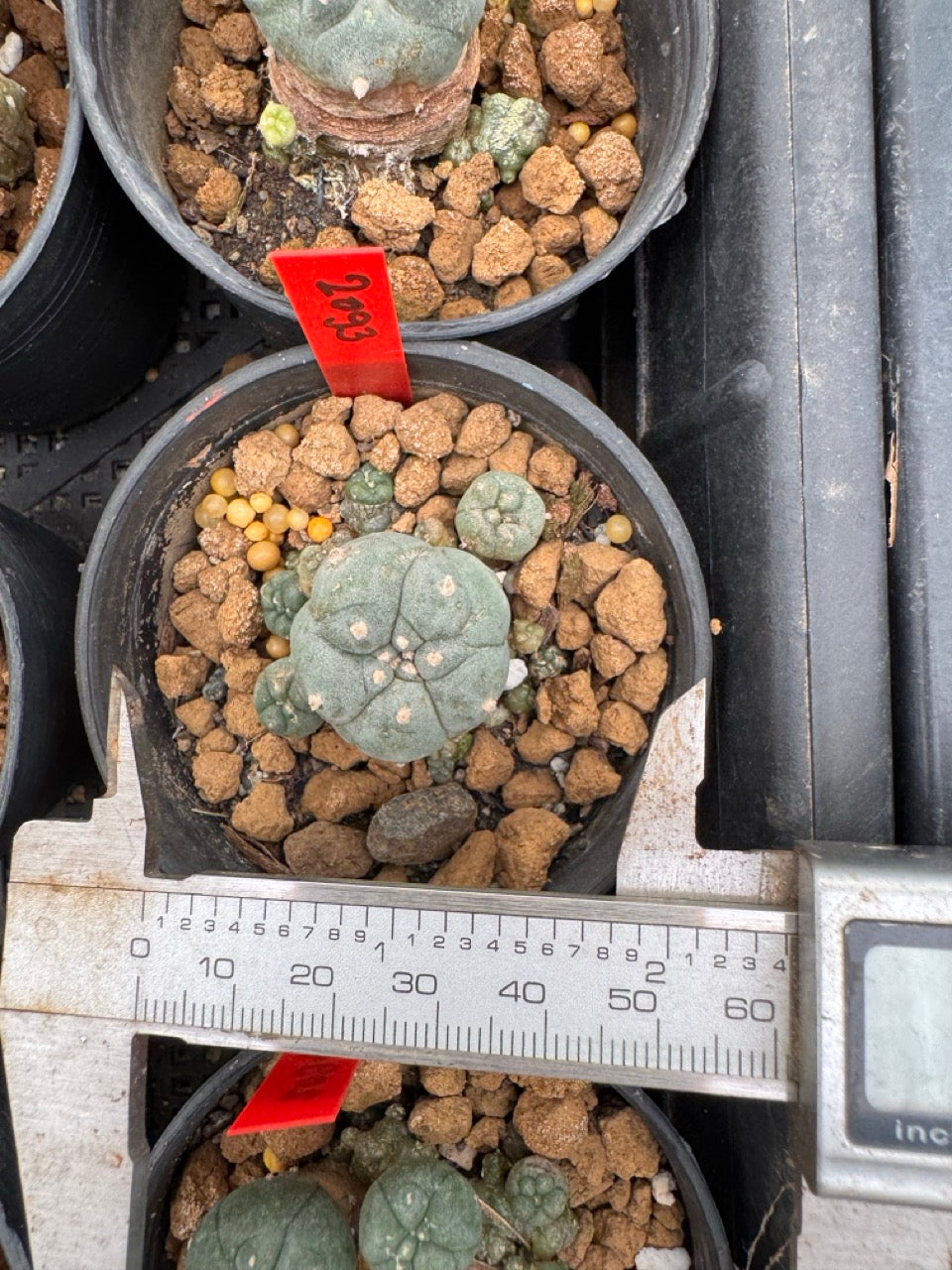 Lophophora williamsii – Peyote Cactus (3-4 cm, Own Root)