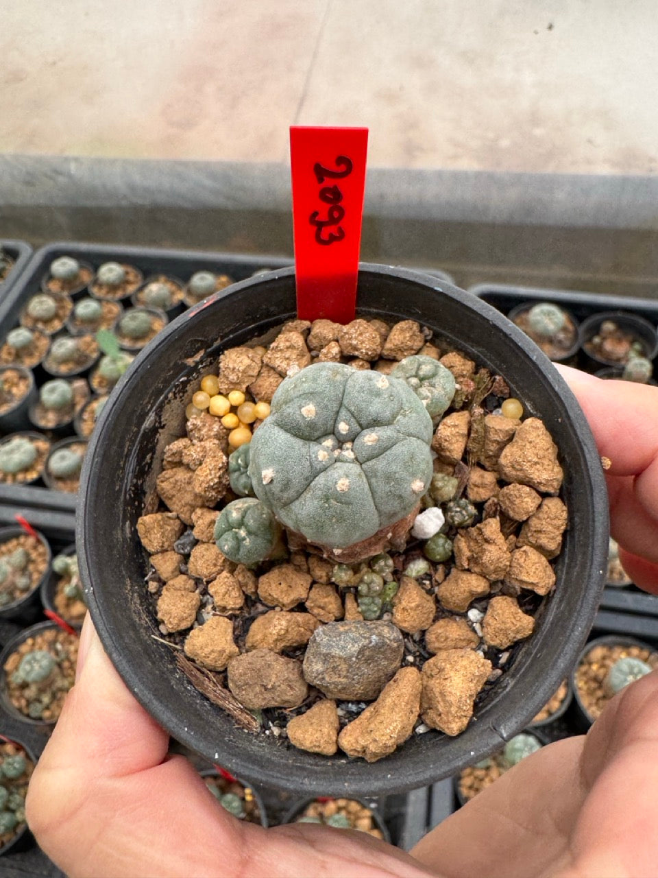 Lophophora williamsii – Peyote Cactus (3-4 cm, Own Root)