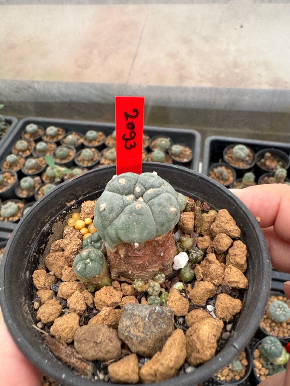 Lophophora williamsii – Peyote Cactus (3-4 cm, Own Root)
