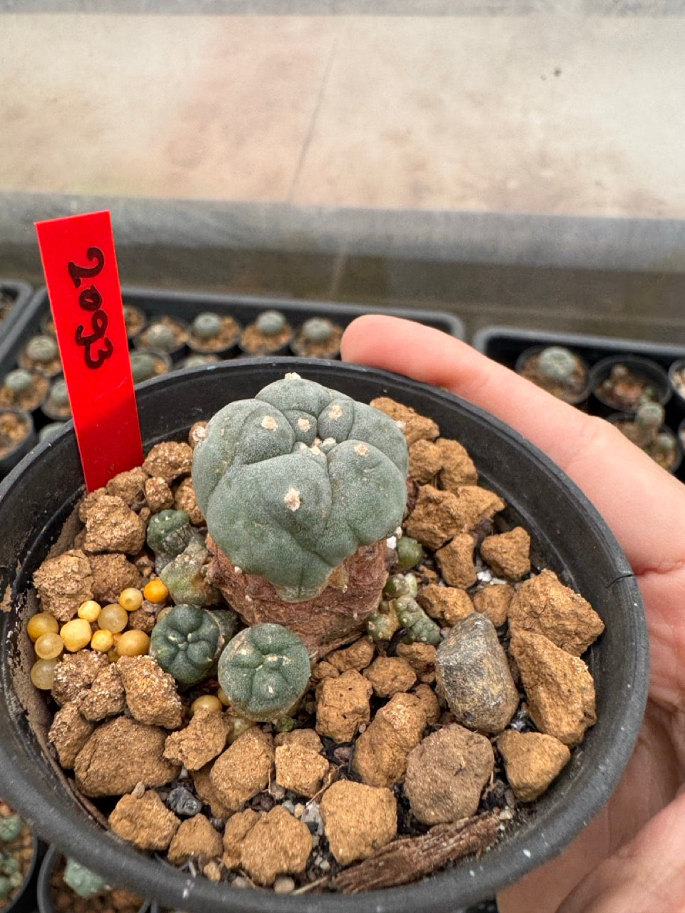 Lophophora williamsii – Peyote Cactus (3-4 cm, Own Root)
