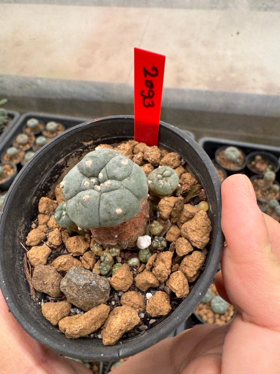 Lophophora williamsii – Peyote Cactus (3-4 cm, Own Root)
