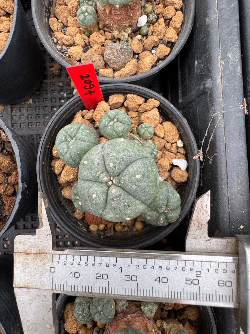 Lophophora williamsii – Peyote Cactus (3-4 cm, Own Root)
