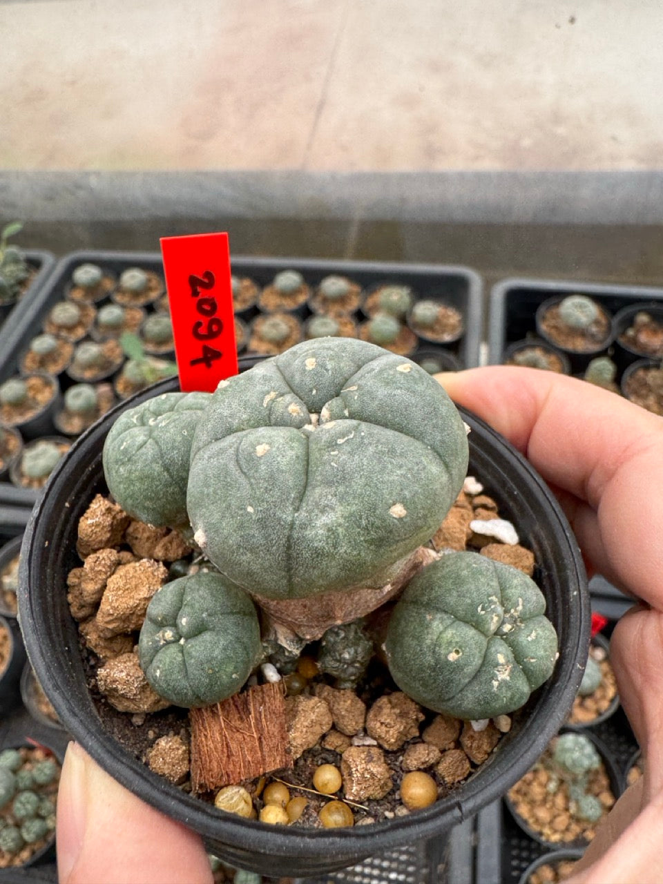 Lophophora williamsii – Peyote Cactus (3-4 cm, Own Root)