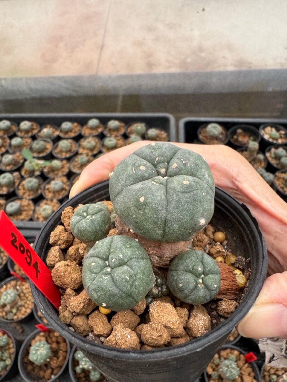 Lophophora williamsii – Peyote Cactus (3-4 cm, Own Root)