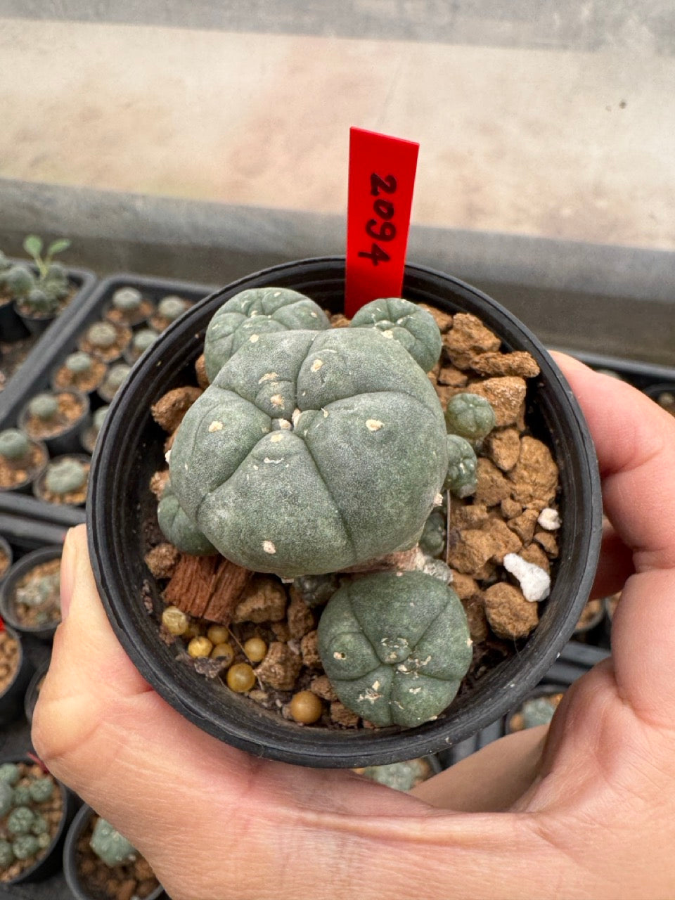 Lophophora williamsii – Peyote Cactus (3-4 cm, Own Root)