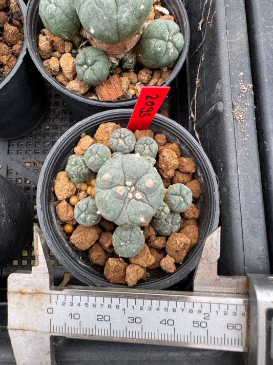 Lophophora williamsii – Peyote Cactus (3-4 cm, Own Root)