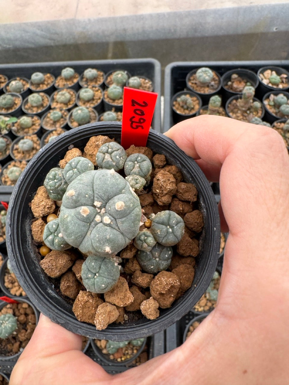 Lophophora williamsii – Peyote Cactus (3-4 cm, Own Root)