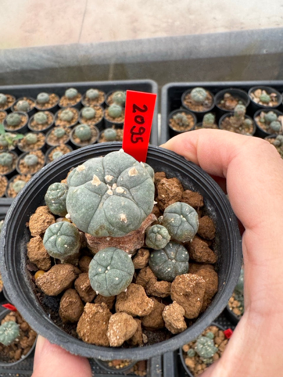 Lophophora williamsii – Peyote Cactus (3-4 cm, Own Root)