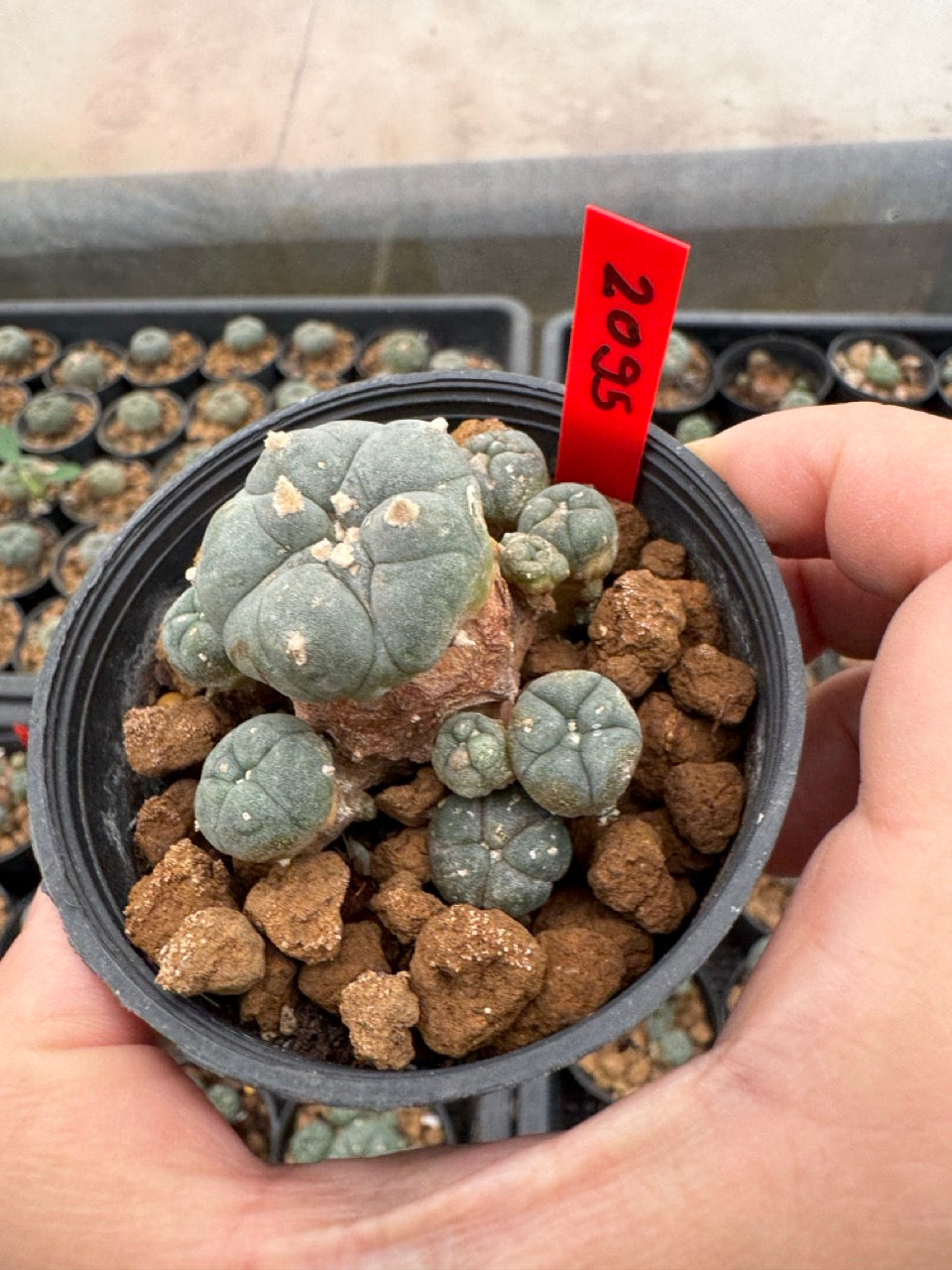 Lophophora williamsii – Peyote Cactus (3-4 cm, Own Root)