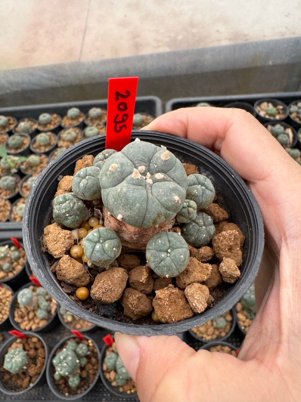 Lophophora williamsii – Peyote Cactus (3-4 cm, Own Root)