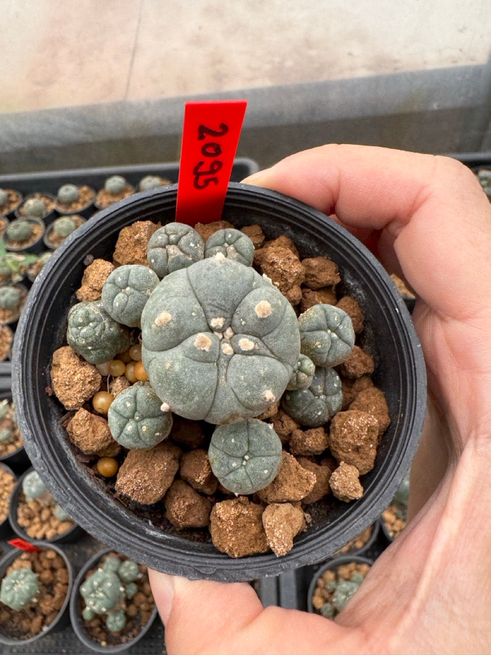 Lophophora williamsii – Peyote Cactus (3-4 cm, Own Root)