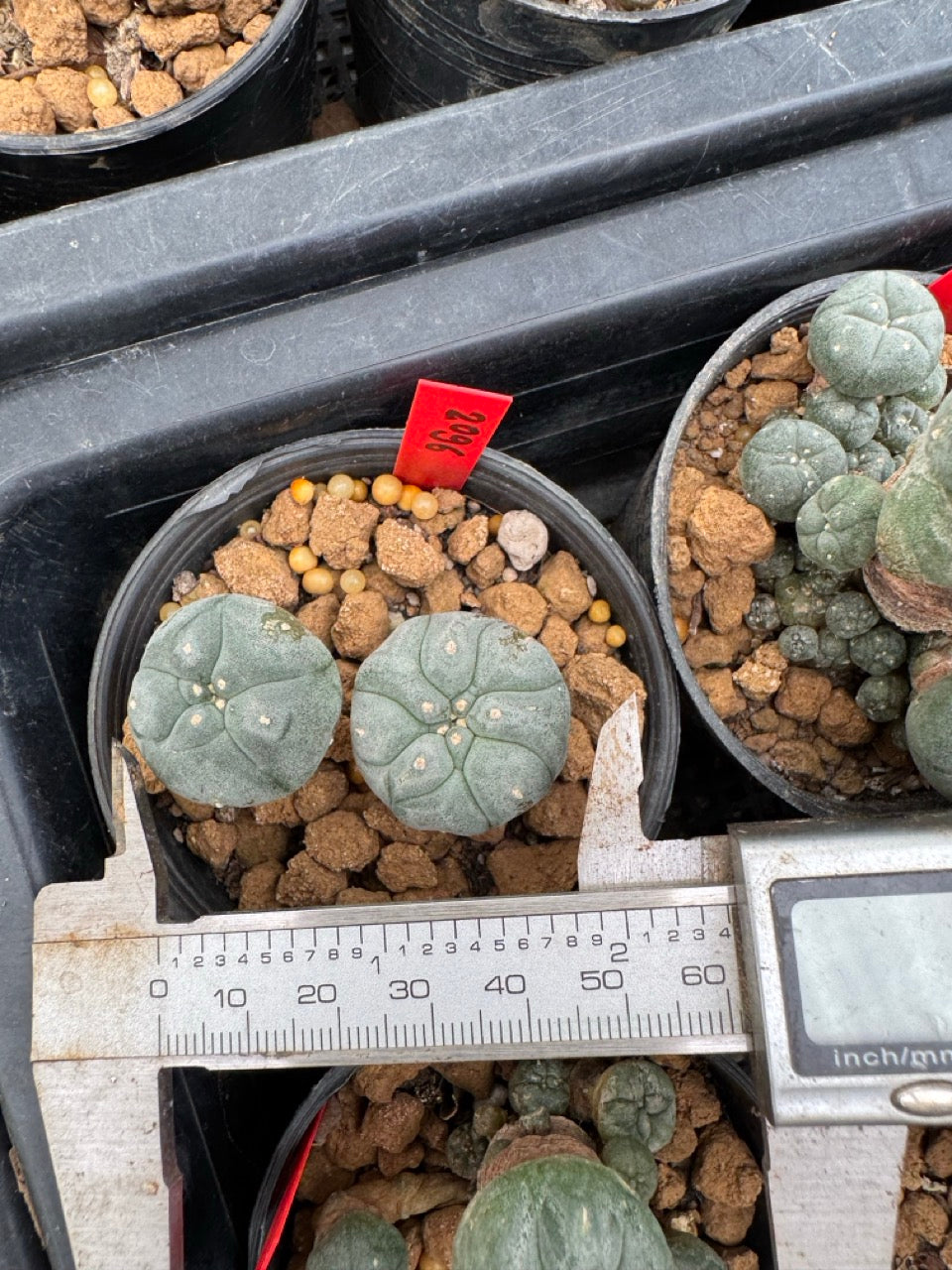 Lophophora williamsii – Peyote Cactus (3-4 cm, Own Root)