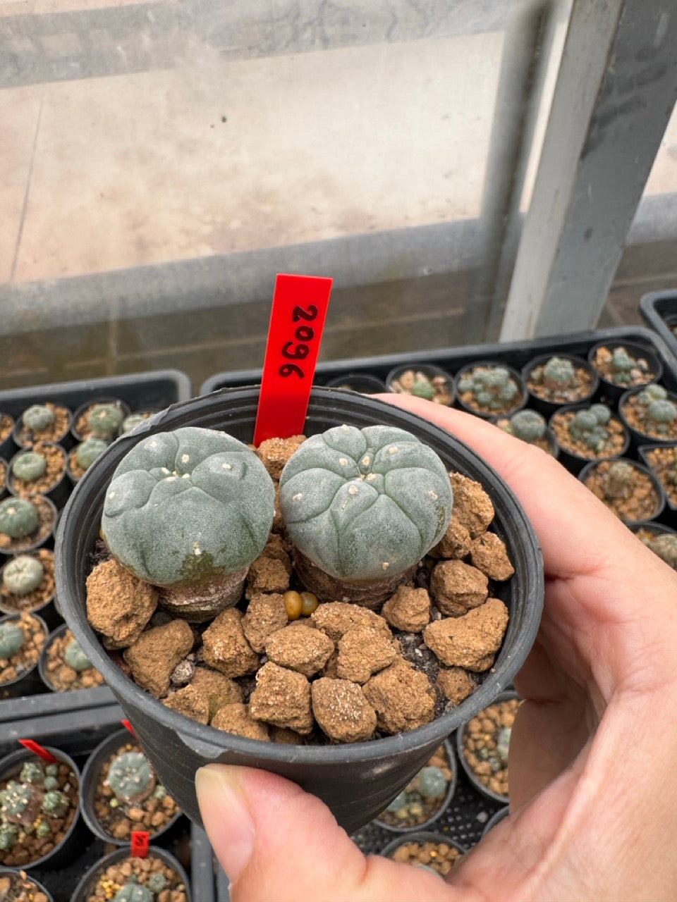 Lophophora williamsii – Peyote Cactus (3-4 cm, Own Root)