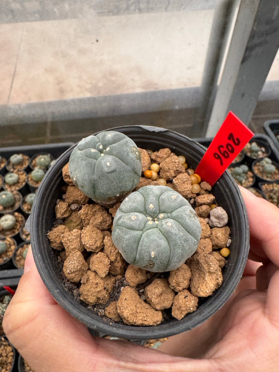 Lophophora williamsii – Peyote Cactus (3-4 cm, Own Root)