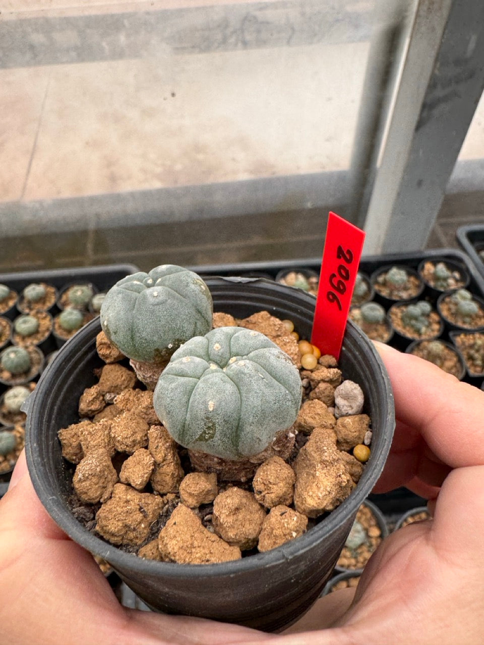 Lophophora williamsii – Peyote Cactus (3-4 cm, Own Root)